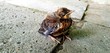 wróbel sparrow