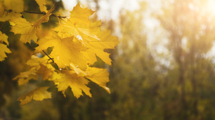 Tree branch with yellow leaves in autumn forest