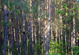Fototapeta Lawenda - Russian forest in Samara region, Russia, illuminated by the sun