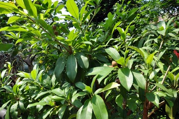 Tropical flora at zoo garden. Sapodilla tree with chicle fruits in rainforest habitat.