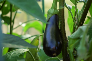 Poster - Aubergine is growing in a greenhouse in the garden 