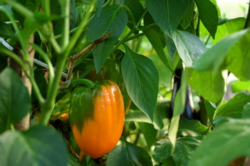 Poster - Orange pepper is ripening in a greenhouse