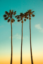 Summer Tropical Island Paradise Vintage Design Background. Three Very High Mexican Fan Palm Trees (Washingtonia Filifera) On Sunsetting Light Backdrop. Californian Beach Landscape Wallpaper.
