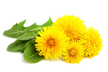 Wall Mural - Dandelion flowers with leaves close-up.