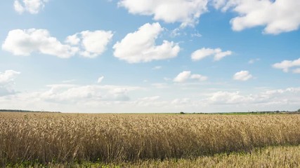 Wall Mural - Golden wheat field against a blue sky and clouds, time-lapse.