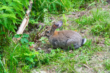 A close-up view of an adult gray rabbit with large ears sitting on green grass and chewing food with soft hair on a bright sunny summer or autumn day