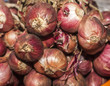 Shallots onion food cooking ingredient