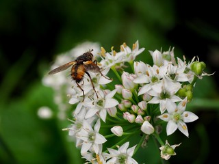 Canvas Print - Fly on Chive Flower