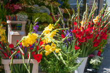 Red And Yellow Gladioluses At Flower Shop