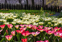 Tulips And Imperial Fritillary In A Dutch Park