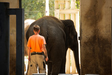 Man And Elephant. The Worker Of A Zoo Conducts An Elephant On A Walk