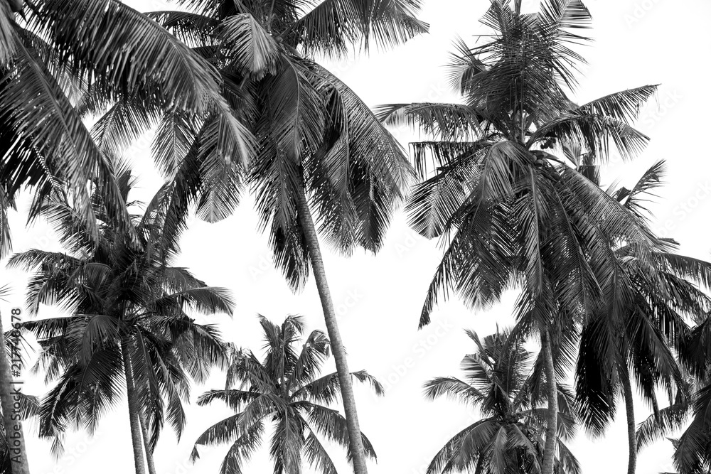 black-and-white-palm-trees-on-white-isolate-background