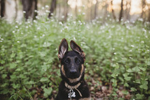 Portrait Of Dog Standing Amidst Plants At Park