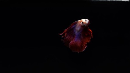 Aufkleber - Vibrant red Siamese fighting fish Betta splendens, also known as Thai Fighting Fish or betta, is a species in the gourami family which is popular as an aquarium fish in super slow motion