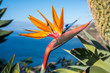 © Andreas Mariotti - Strelitzia flower, the national flower of the island of Madeira