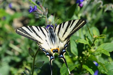 butterfly on a flower
