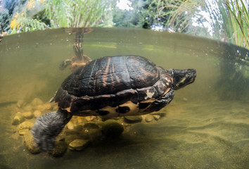 Wall Mural - yellow cheeks turtle