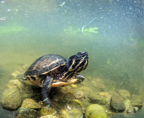 Wall Mural - yellow cheeks turtle