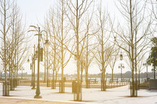 Environment Of Public Park In Winter Season, Dry Trees And Sun Rise Lighting.  Dry Tree And Electric Poles In Park.