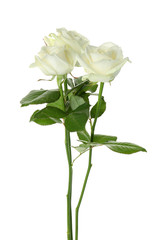 Beautiful fresh roses on white background. Funeral symbol