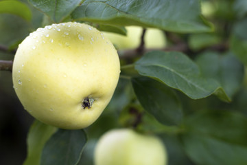 Natural beautiful juicy green Apple growing on a tree.