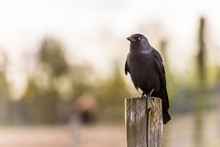 A Beautiful Jackdaw Is On A Pole On The Lookout