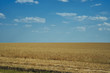 © Victoria - yellow field  on the blue sky