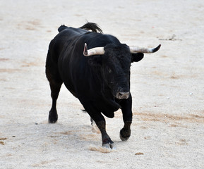 bull black in spain