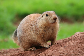 Prairie Dog looking forward