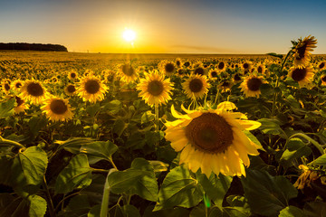 
Field of sunflowers at sunset. Russian fields. Russian landscape. Ryazan region.
