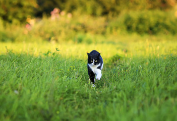 Wall Mural - a young beautiful cat is cheerfully and quickly runs along a green juicy meadow on a sunny, clear spring day