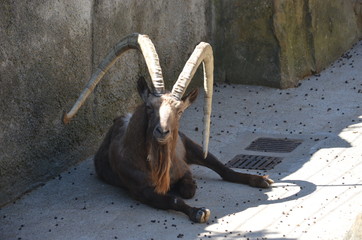 Poster - mountain goat with large long horns bright sun zoo