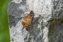 A Brown And White Spotted Hackberry Emperor Butterfly Suns Itself On A Rock In The Summer Sunshine.