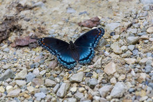 A Beautiful Red-spotted Purple Butterfly Lands On A Path Of Gravel And Stone.
