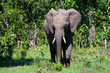 African elephant or Loxodonta cyclotis in nature