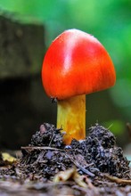 Early Growth Stage Of An American Caesars's Mushroom, Amanita Jacksonii, With Beautiful Red Bulbous Cap At Yates Mill County Park In Raliegh North Carolina