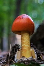 Early Growth Stage Of An American Caesars's Mushroom, Amanita Jacksonii, Sprouting From The Volva With Beautiful Red Bulbous Cap At Yates Mill County Park In Raliegh North Carolina