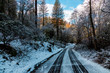 Frozen country road running through the forrest