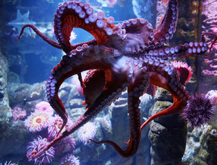 Wall Mural - close up on live octopus in the aquarium