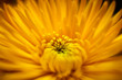 Beautiful dreamy macro flower photos