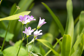 purple flowers in the garden