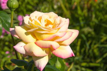 Peace (Gloria Dei) Hybrid Tea Rose