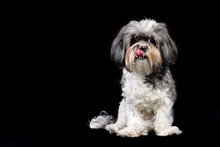 Studio Portrait Of A Cute Grey, Black And White Bichon Havanese Dog Licking Its Lips Against Black Background. Space For Text