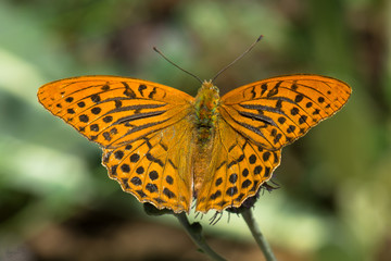 Nymphalidae / Bahadır / / Argynnis pandora	