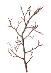 beautiful dry branch of tree isolated on white background