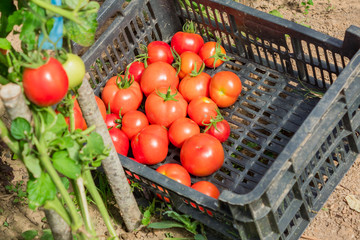 Fresh harvest of organic tomatoes in a box. New crop of tasty vegetables just picked in a plastic container