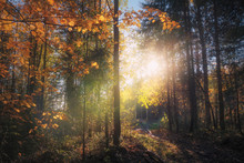 Autumn Forest Bathed In Sunlight