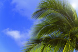 Fototapeta Na sufit - Coconut tree on sky background