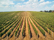 © LIGHTFIELD STUDIOS - aerial view of green vineyard against sky with clouds, czech republic
