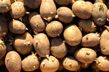 Sticker - a lot of white potatoes on the field, dirty potatoes on sprouts